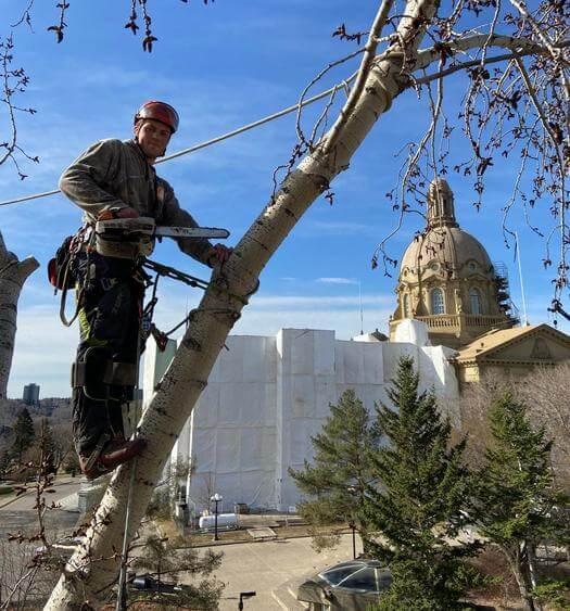 tree removal, tree pruning, tree trimming, arborist, tree care, tree service