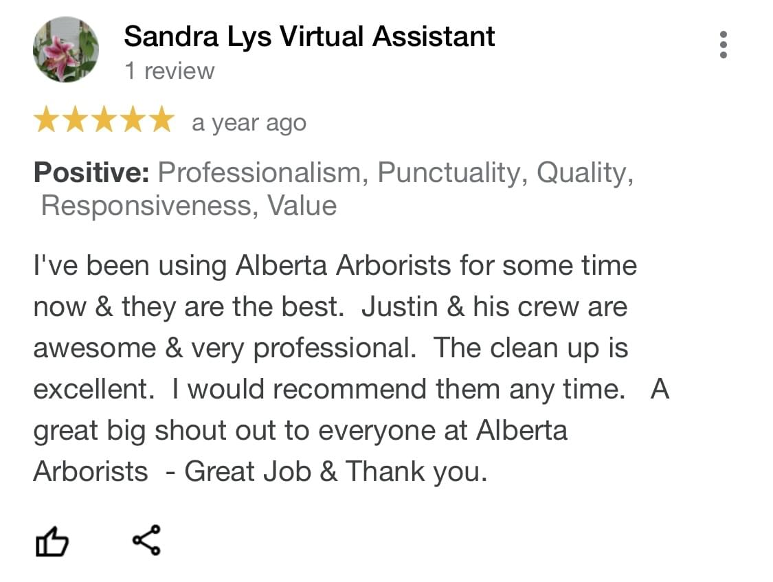 tree removal, tree pruning, tree trimming, arborist, tree care, tree service