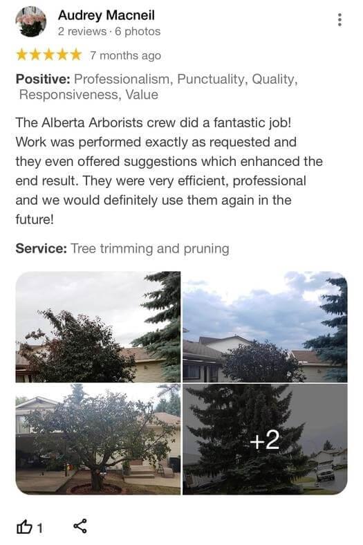 tree removal, tree pruning, tree trimming, arborist, tree care, tree service