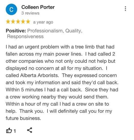 tree removal, tree pruning, tree trimming, arborist, tree care, tree service